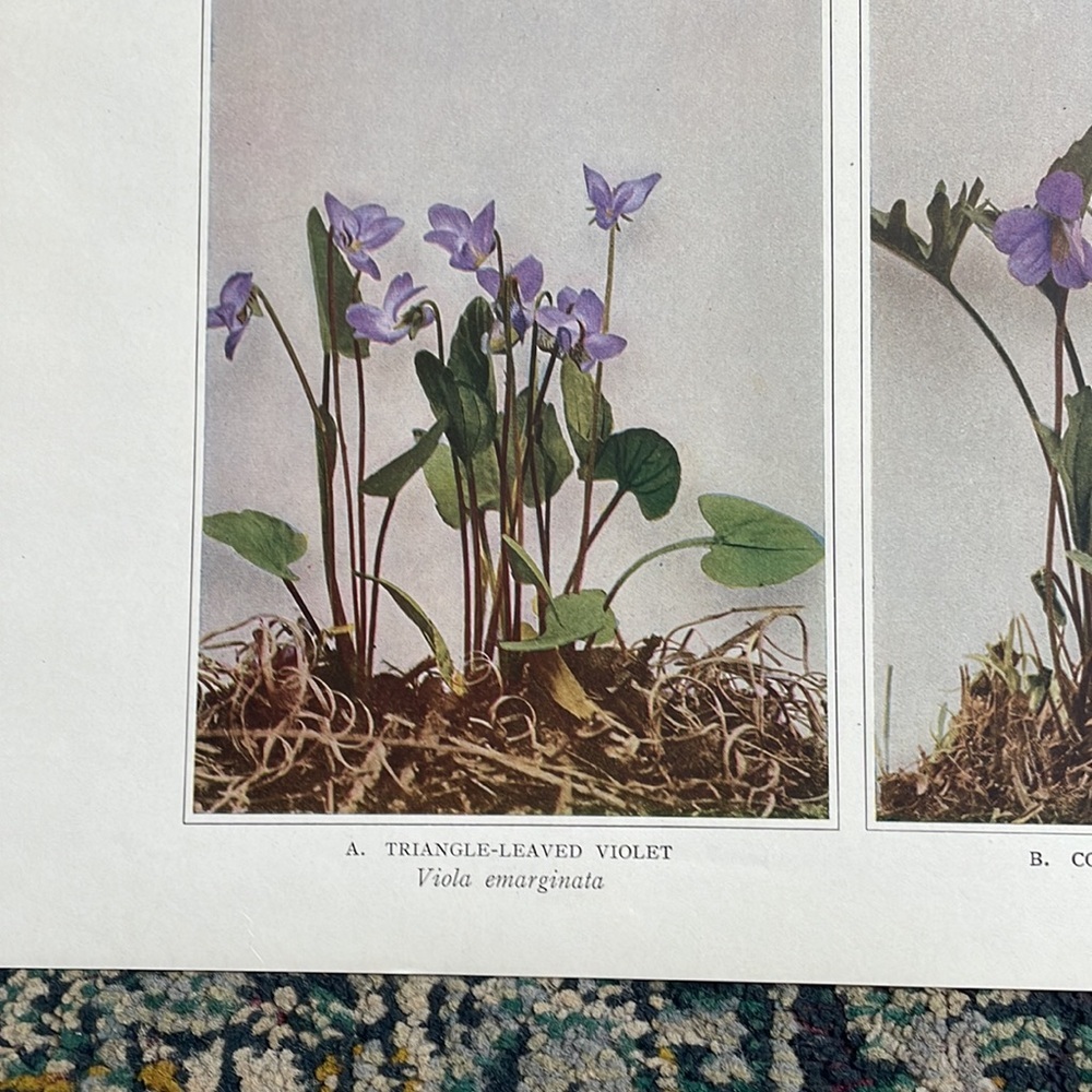 🌹 FREE w/purchase Antique Botanical Plant Print Original floral flowers